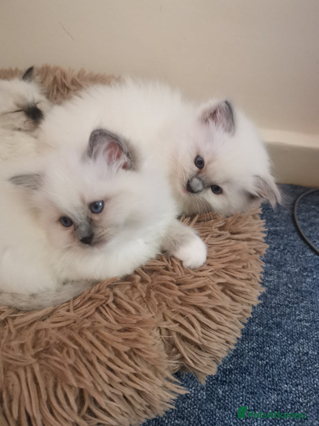 Ragdoll cats for sale: Beautiful Ragdoll Kittens - Image 23