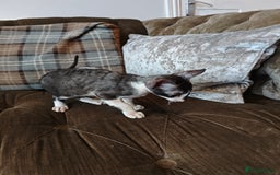 Cornish Rex cats for sale: Cornish Rex kitten  - Image 9