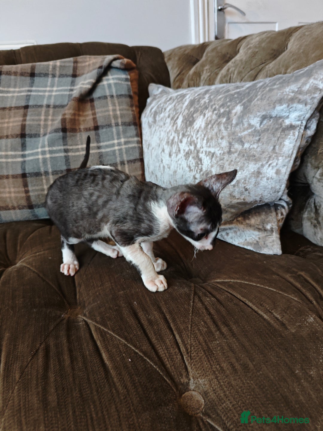 Cornish Rex cats for sale: Cornish Rex kitten  - Image 9