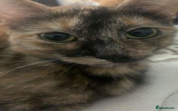 Mixed Breed cats for sale: Queen Delilah - Tortie female  - Image 8