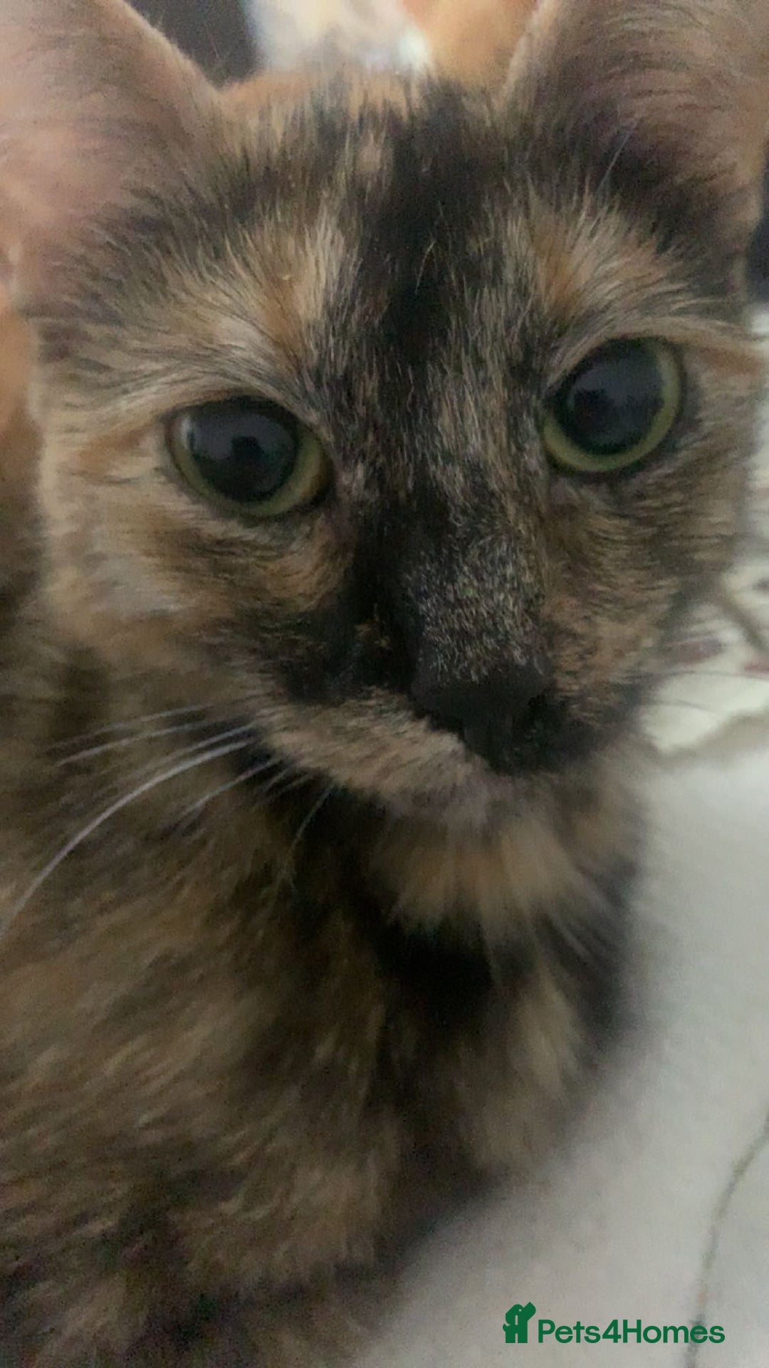 Mixed Breed cats for sale: Queen Delilah - Tortie female  - Image 8