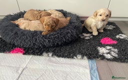 Maltipoo dogs for sale: 💗💙 **  TOY MALTIPOOS💗💙 - Image 6