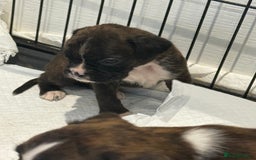 Boxer dogs for sale: Gorgeous Kc Boxer Puppies - Image 20