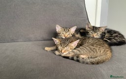 Bengal cats for sale: Kittens for sale - Image 7