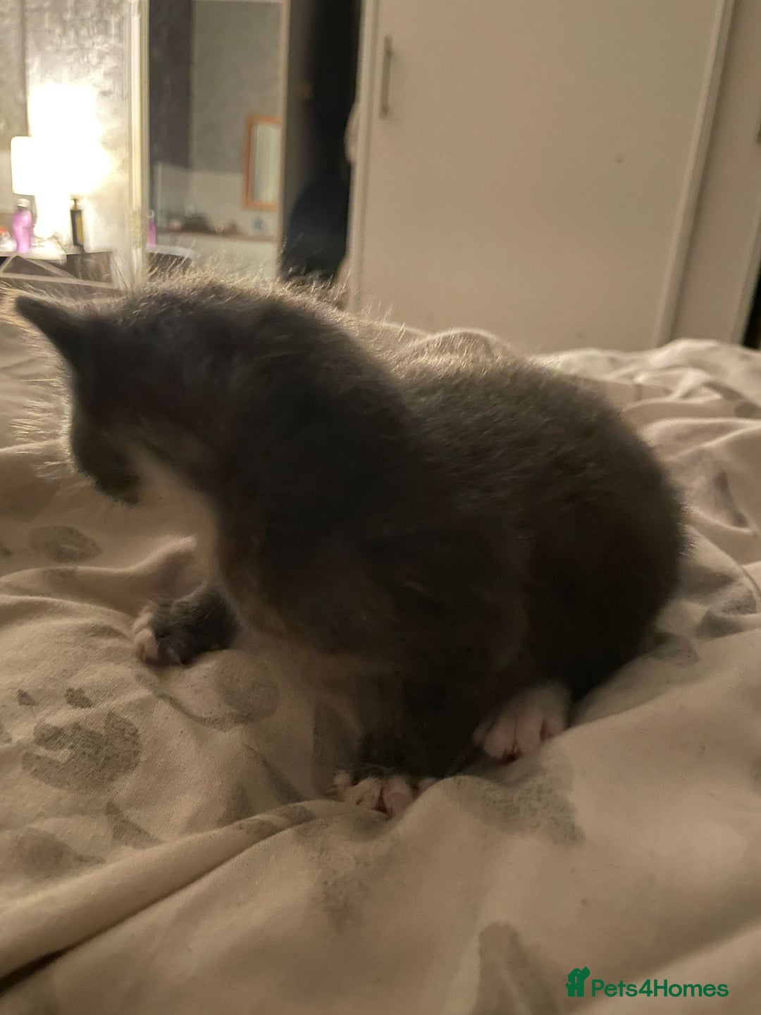 Mixed Breed cats for sale: 2 mix breed cats for sale (rare colours) tuxedo  - Advert 7