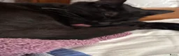 Mixed Breed cats for sale: Very very friendly black & white kitten  - Advert 6