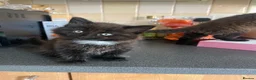 Mixed Breed cats for sale: Stunning Kittens Ready Now - Advert 17