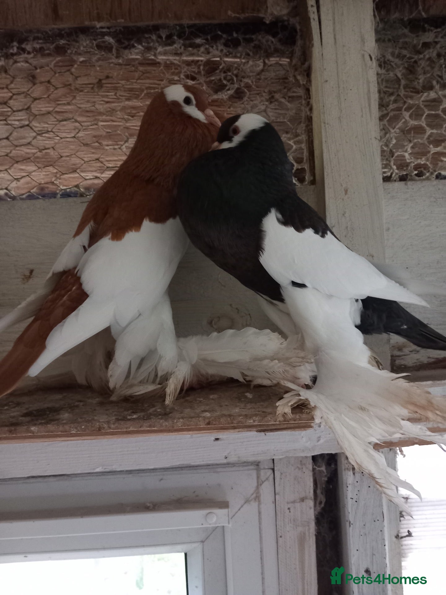 Pigeons birds Beautiful Quality Pigeons Healthy & Well Cared For - Advert 1