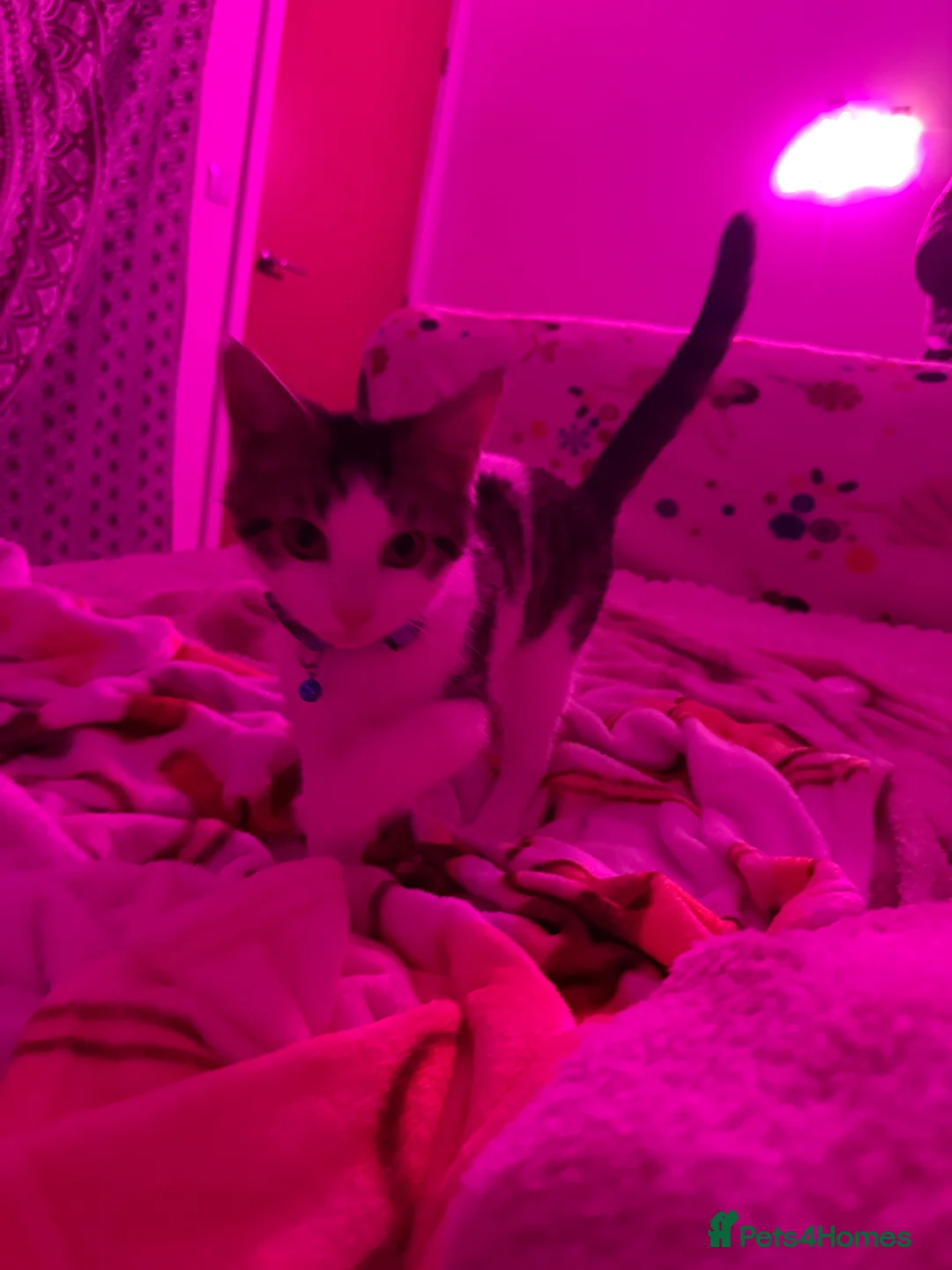 Domestic Shorthair cats for sale: Nimbus  - Advert 5