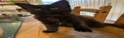 British Shorthair cats for sale: Short/Long Haired Tabby Kittens  - Advert 15