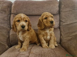 Cocker Spaniel dogs Golden Cocker Spaniel puppies - Advert 7