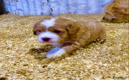 Mini Goldendoodle dogs for sale: Miniature Golden Doodles  - Image 8