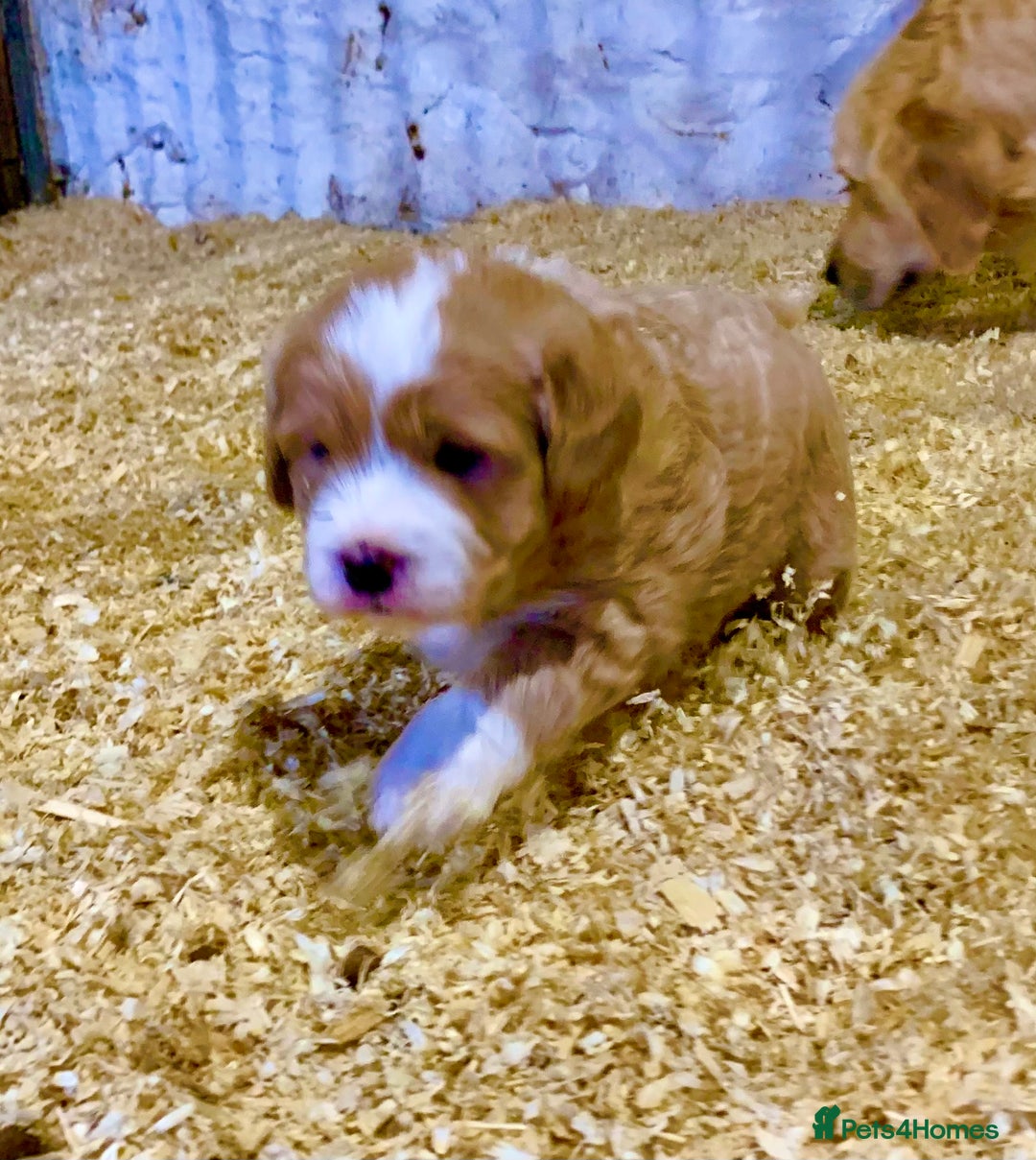 Mini Goldendoodle dogs for sale: Miniature Golden Doodles  - Image 8