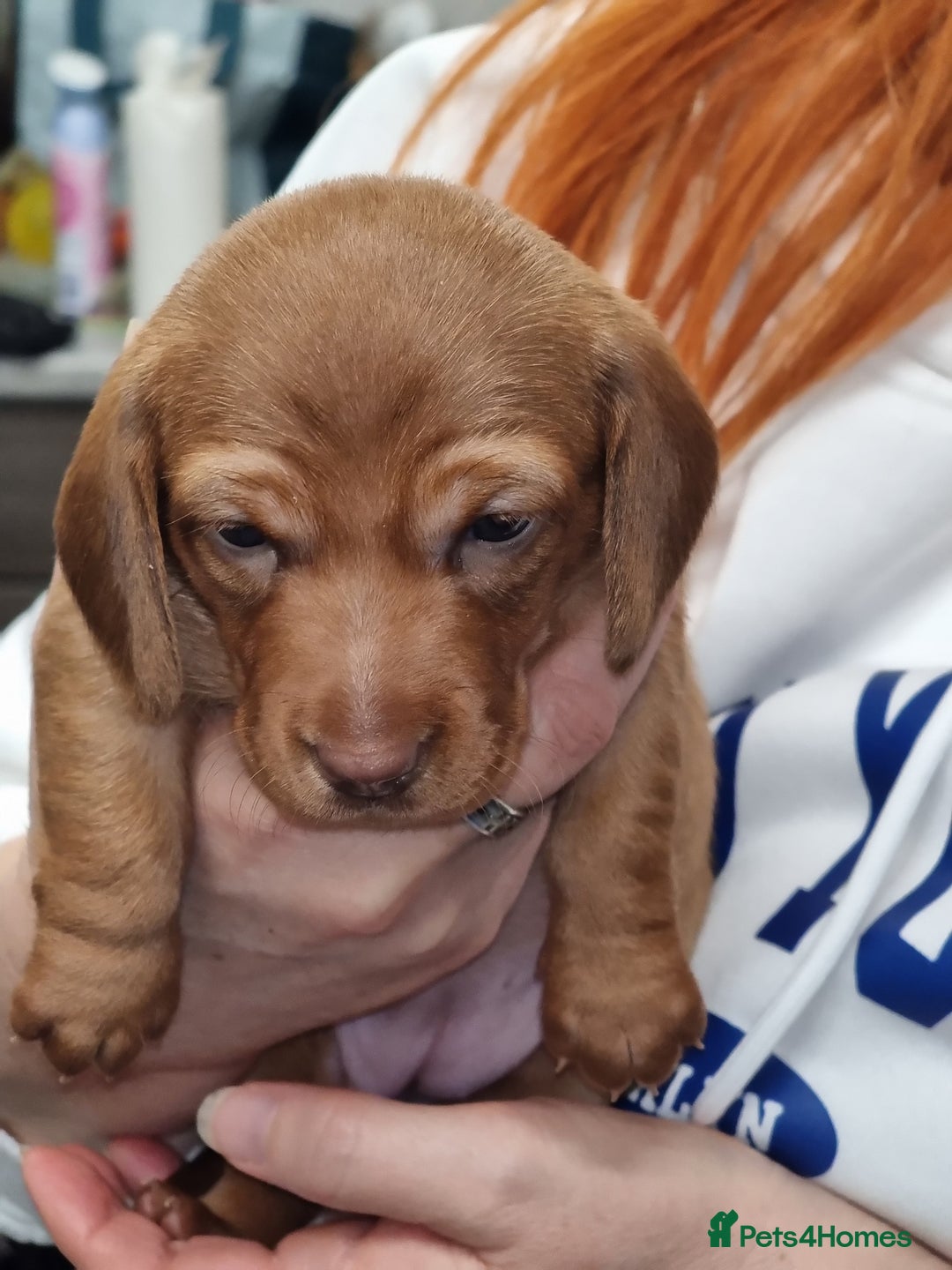 Miniature Dachshund dogs for sale: Beautiful  miniature  dachshund puppies for sale - Advert 11