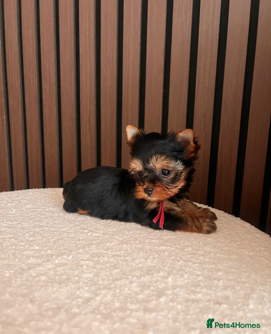 Yorkshire Terrier dogs for sale: 🌺 Only one tiny little girl is still available🌺 - Advert 2