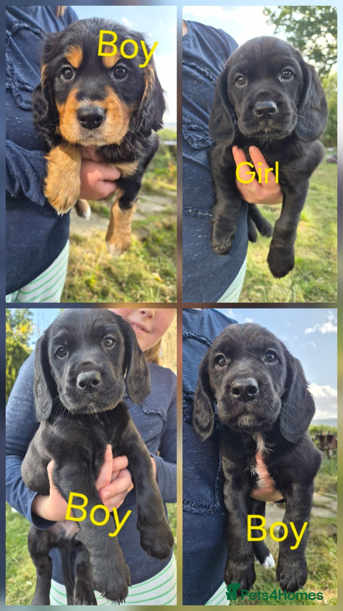 Cockerdor dogs Cockerdor puppies for sale  - Advert 1