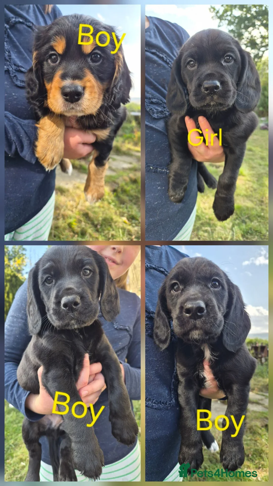 Cockerdor dogs for sale: Cockerdor puppies for sale  - Advert 1