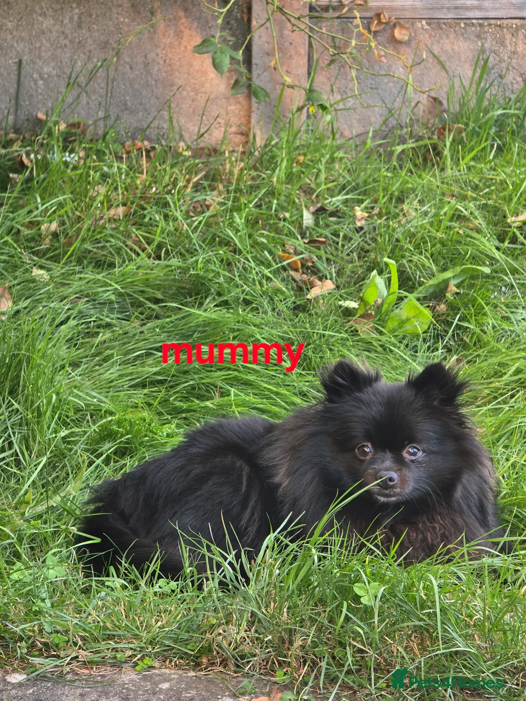 Pomeranian dogs for sale: Blue Pomeranian puppy - Advert 11