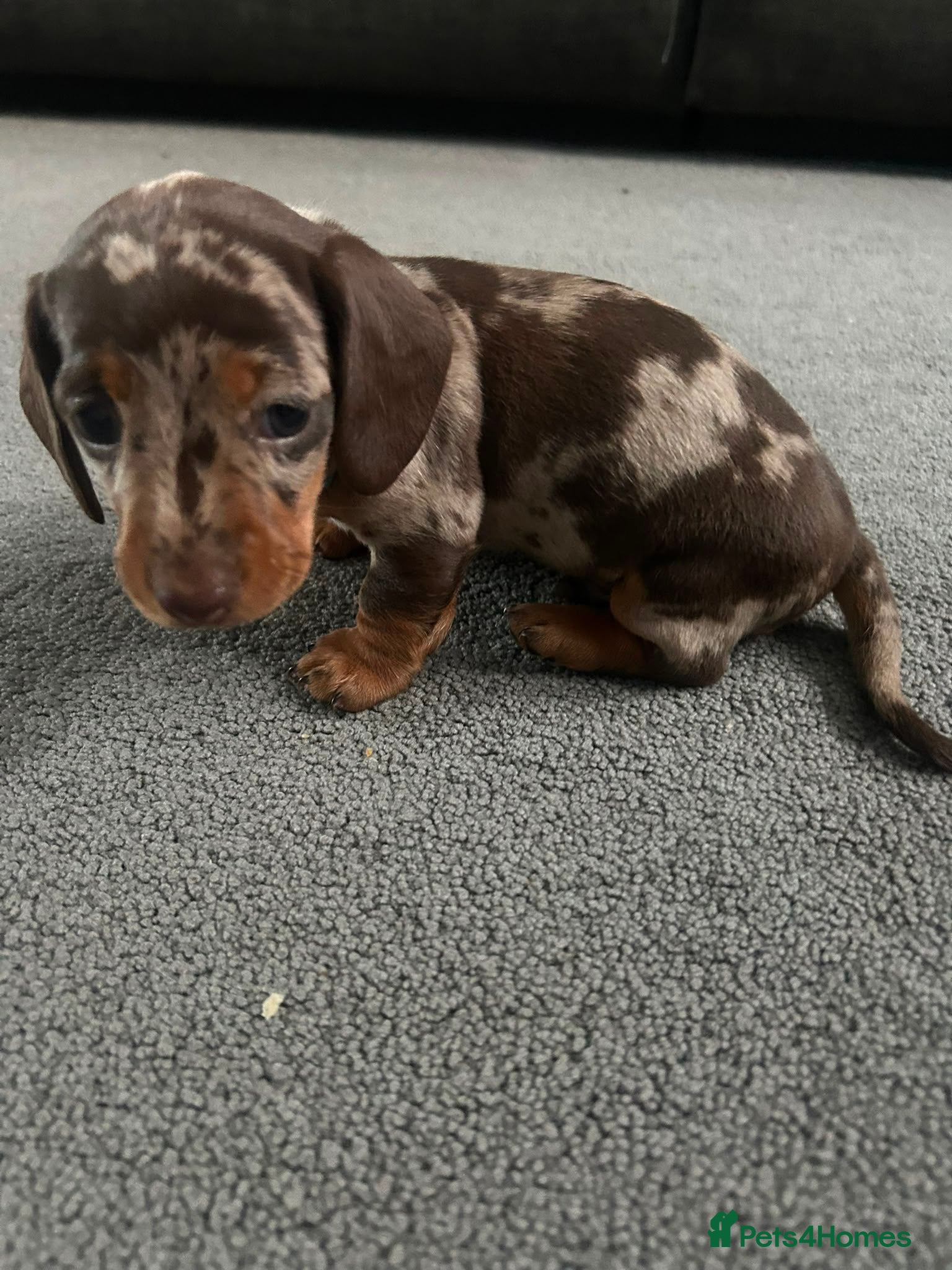 Miniature Dachshund dogs miniature dashhounds kc registered  - Advert 8