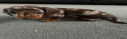 Miniature Dachshund dogs for sale: miniature dashhounds kc registered  - Advert 25