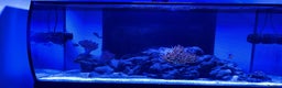 Angelfish fish for sale: Marine fish for sale  - Advert 2