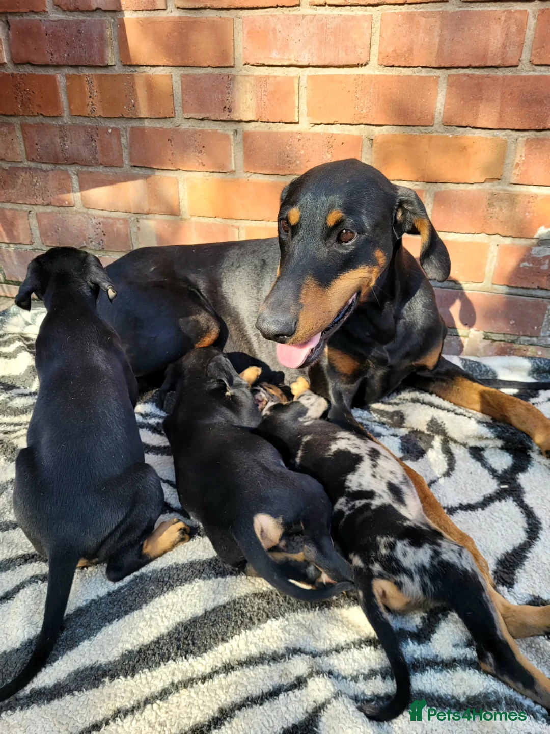 Mixed Breed dogs for sale: Unique hybrid dobermann puppies - Advert 4