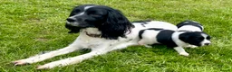 English Springer Spaniel dogs for sale: READY TO LEAVE NOW Springer Spaniel Dogpup - Advert 5