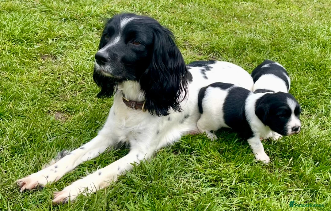 English Springer Spaniel dogs for sale: READY TO LEAVE NOW Springer Spaniel Dogpup - Advert 5