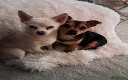 Mixed Breed dogs for sale: Jack Russell cross Dachshund - Advert 6