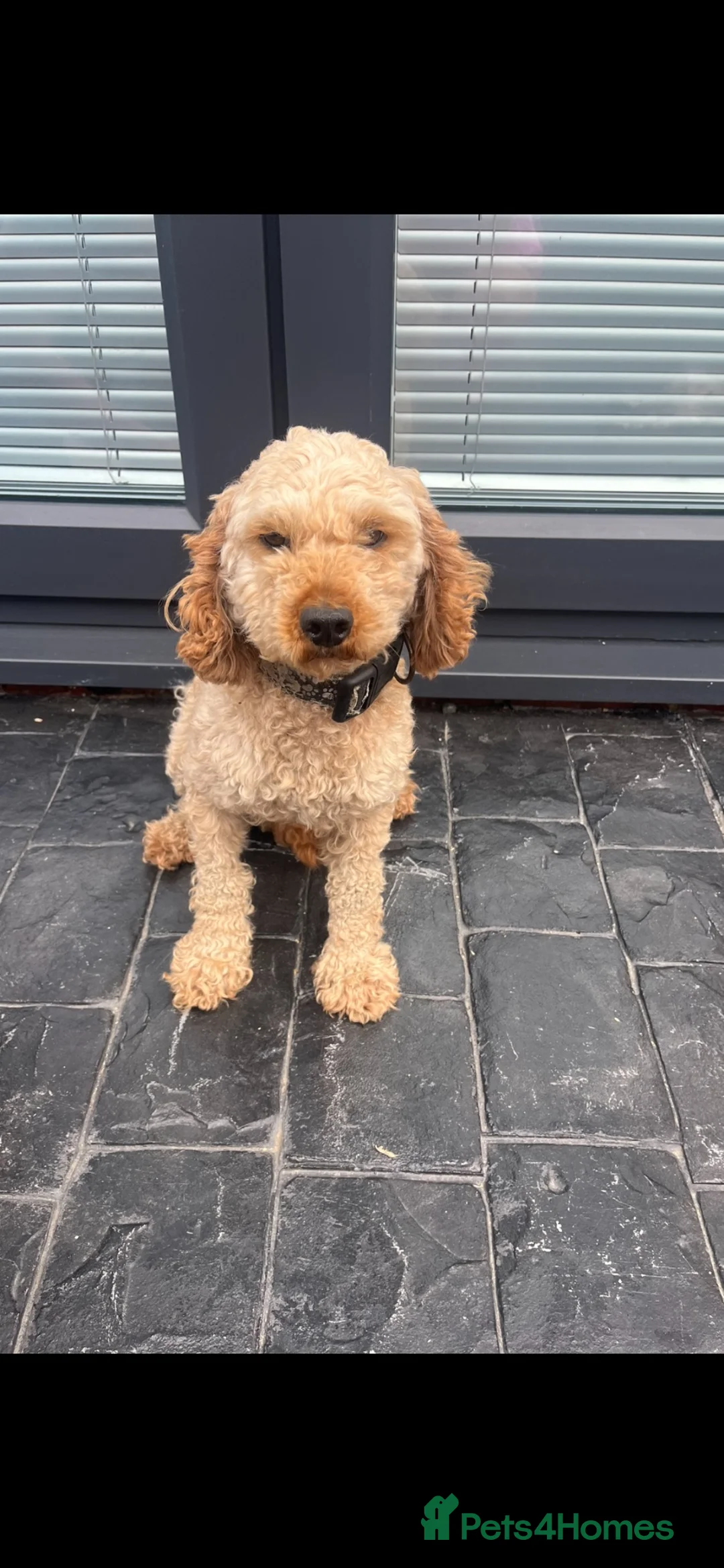 Cockapoo dogs for sale: F1 Cockapoos  - Advert 10