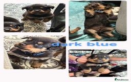 Rottweiler dogs for sale: Rottweiler Champion bloodline  - Image 12