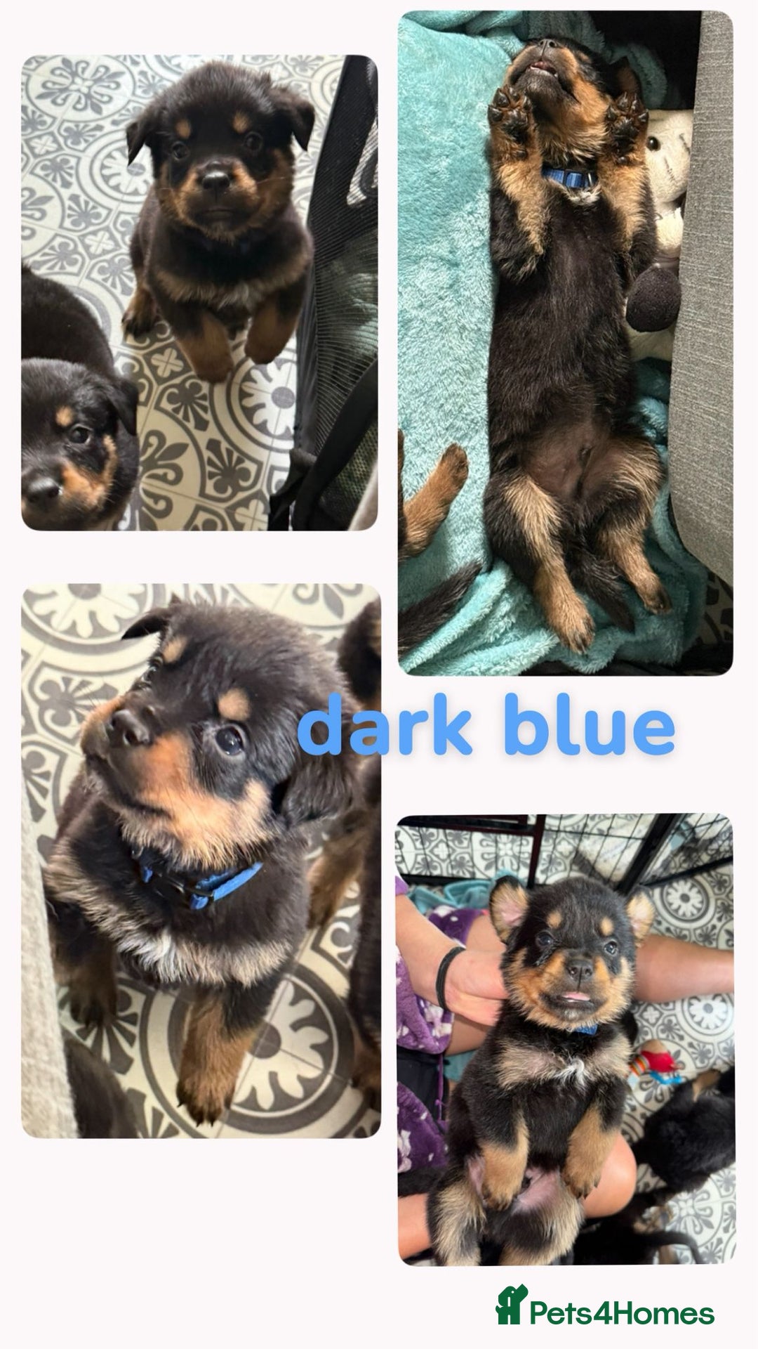 Rottweiler dogs for sale: Rottweiler Champion bloodline  - Image 12