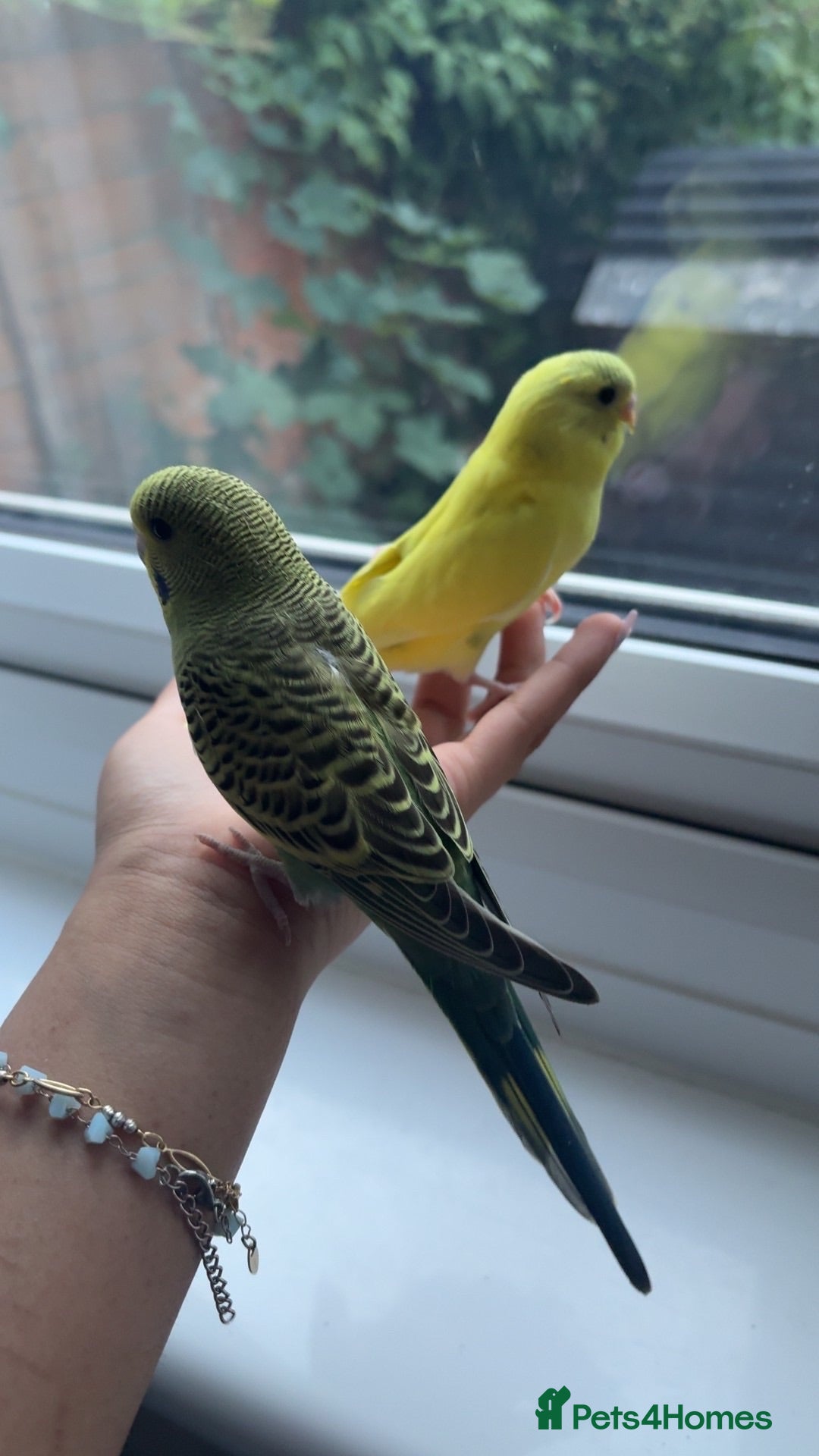 Budgerigars birds 2 female budgies   - Advert 1