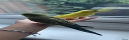 Budgerigars birds for sale: 2 female budgies   in Luton - Advert 1