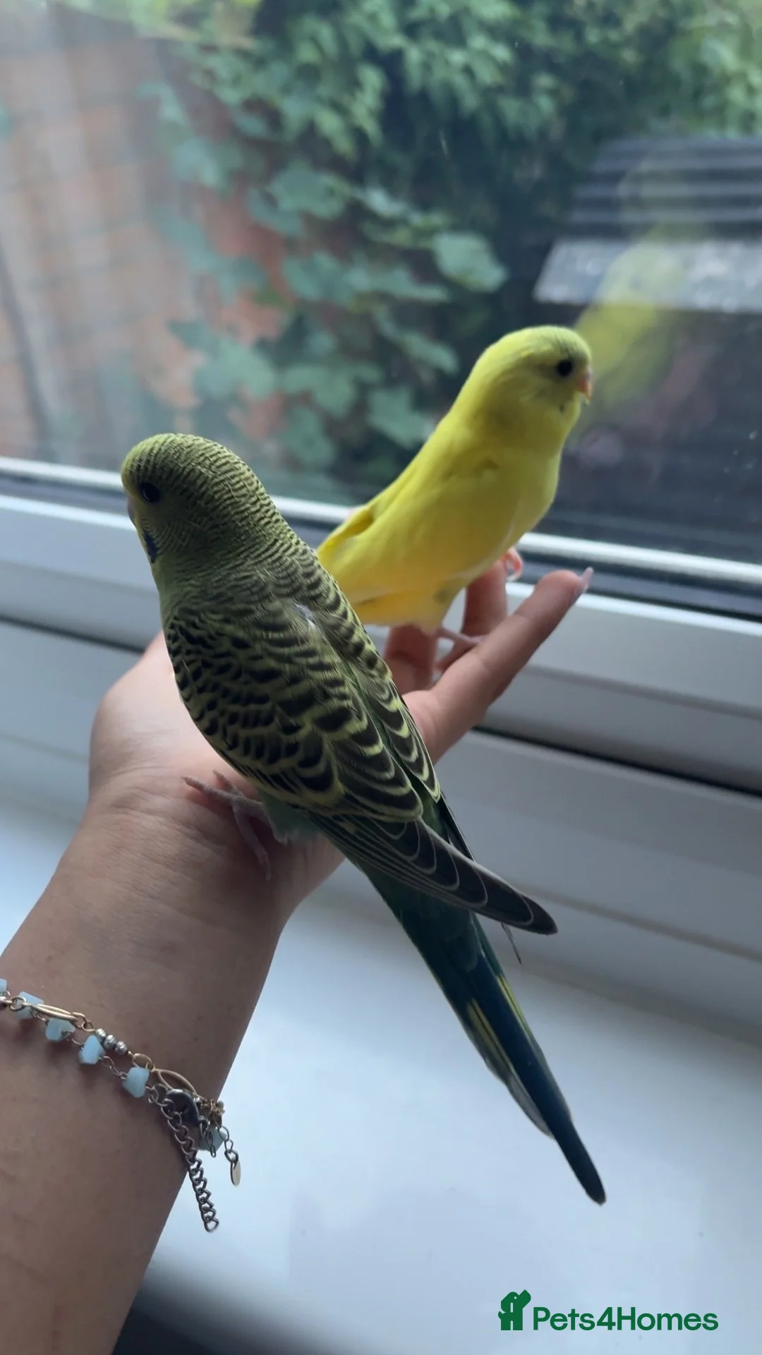 Budgerigars birds for sale: 2 female budgies   in Luton - Advert 1