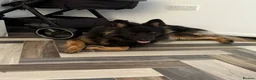 German Shepherd dogs for sale: Female German Shepard  in Preston - Advert 3