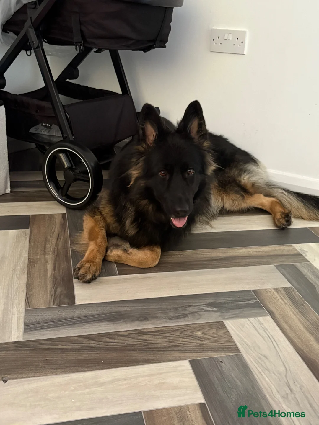 German Shepherd dogs for sale: Female German Shepard  in Preston - Advert 3