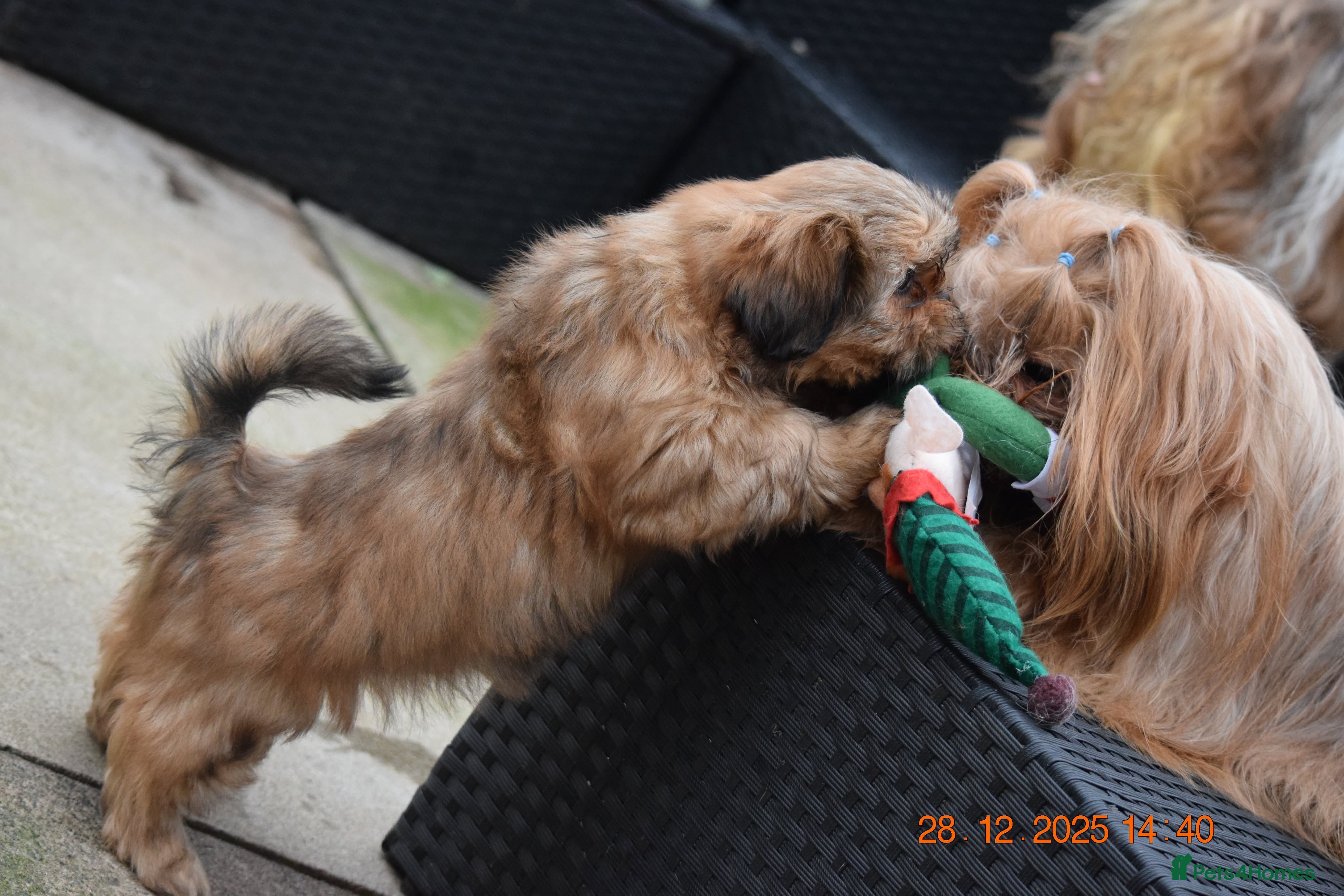 Shih Tzu dogs SHIH TZU STANDARD - PURE BREED  - Advert 4