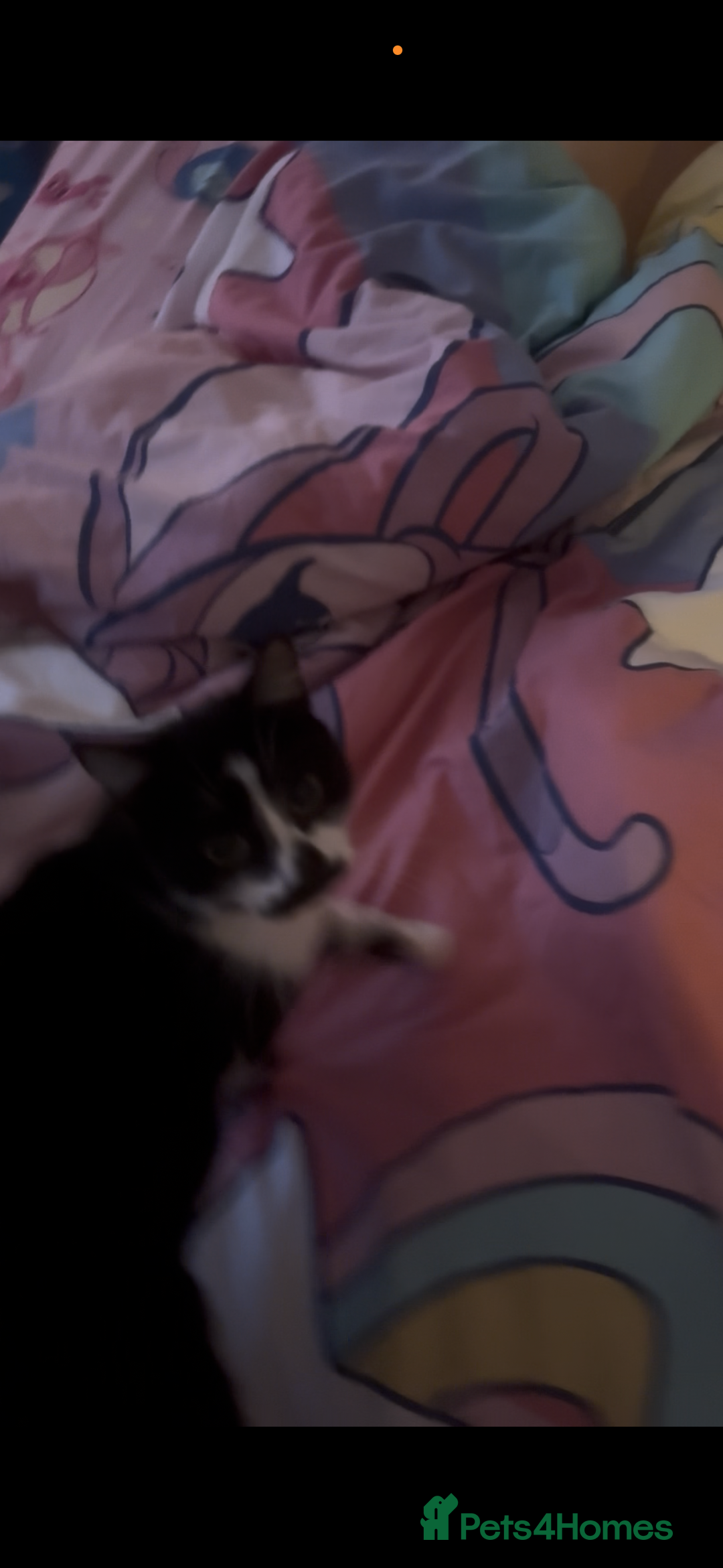 Mixed Breed cats for sale: 2 female cats - Advert 5