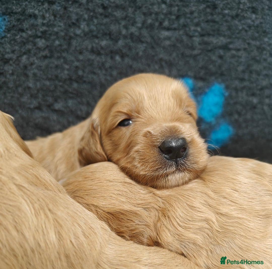 Mini Goldendoodle dogs for sale: Adorable Red & Apricot Goldendoodle Puppys - Image 15