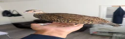 Pheasants poultry for sale: Black francolin females for sale  - Advert 5