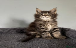 Maine Coon cats for sale: XL Russian Cubs 💛 - Image 3
