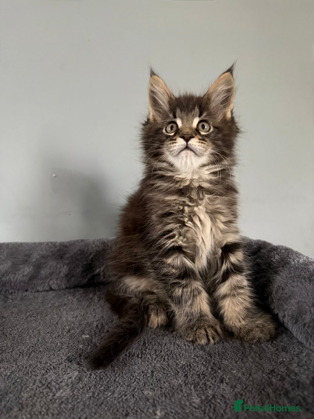 Maine Coon cats for sale: XL Russian Cubs 💛 - Image 3