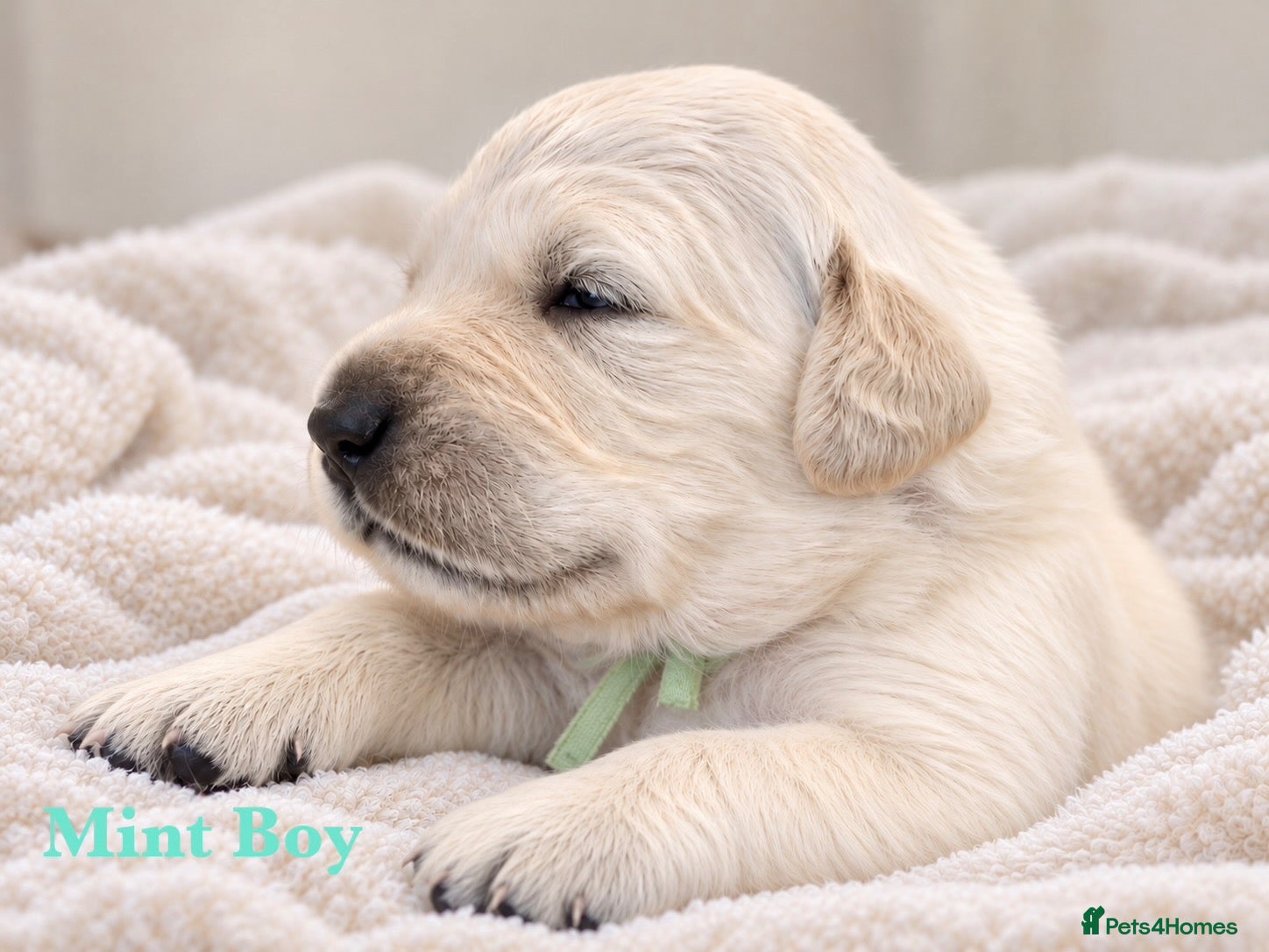 Golden Retriever dogs Champion line puppies 🏆 - Advert 1