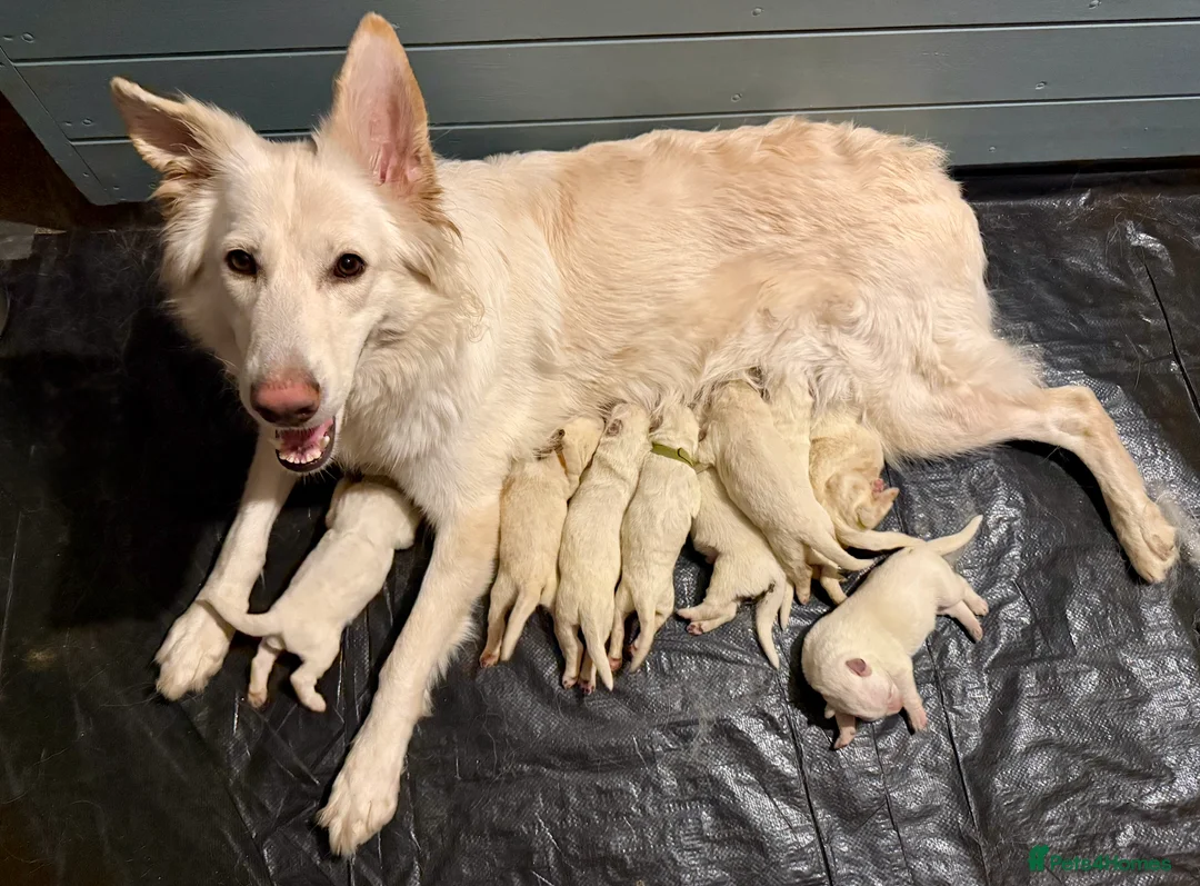 German Shepherd dogs for sale: Beautiful White Pedigree German Shepherd Puppies - Advert 5