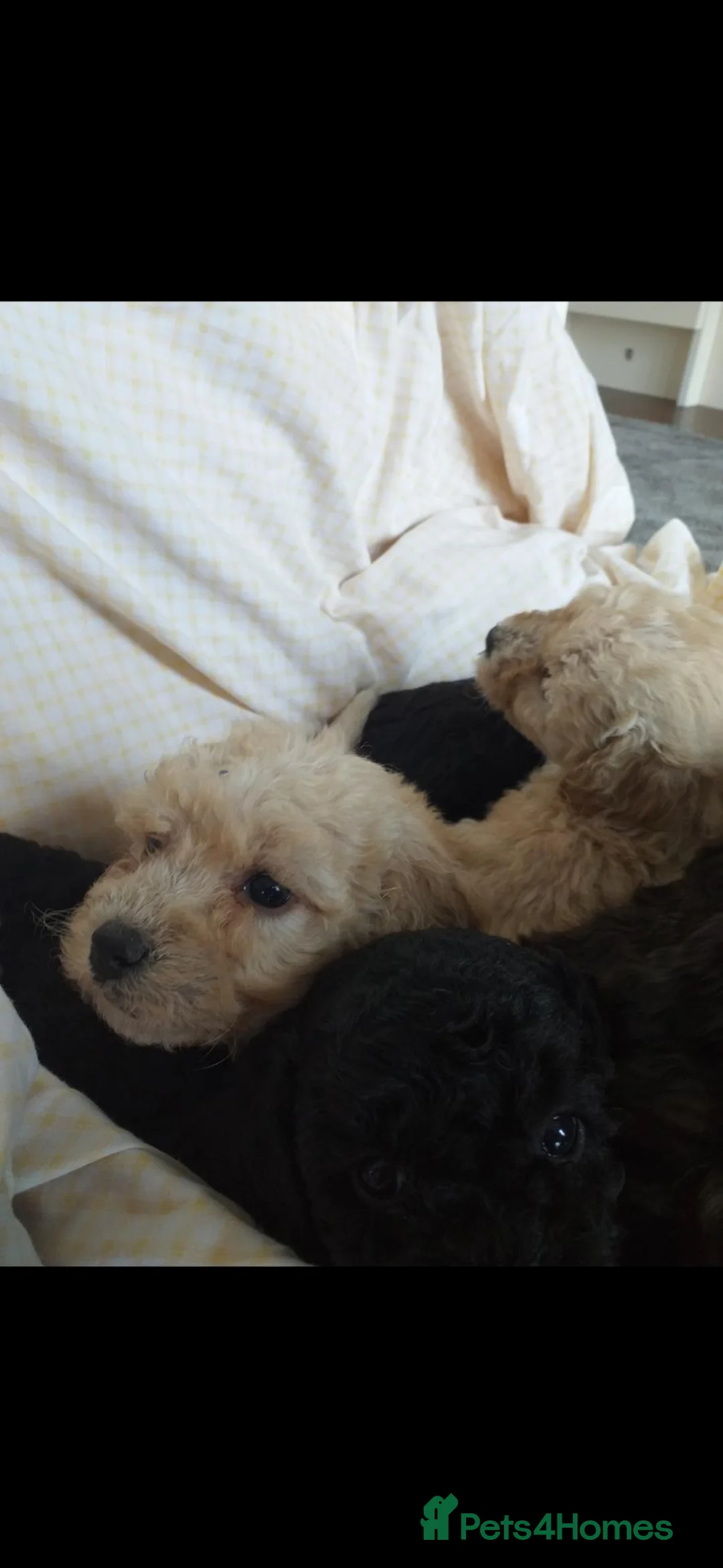 Cockapoo dogs for sale: 8 beautiful cockapoo pups  - Advert 2