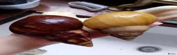 Snails invertebrates for sale: Baby giant African land snails in Worcester - Advert 3
