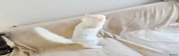 Maine Coon cats for sale:     Stunning Purebred Maine Coon Kitten - Advert 33