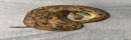 Python Snake reptiles for sale: 11x royal pythons  - Advert 4