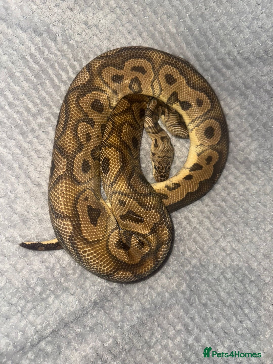 Python Snake reptiles for sale: 11x royal pythons  - Advert 4